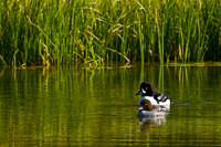 Barrow's Goldeneye