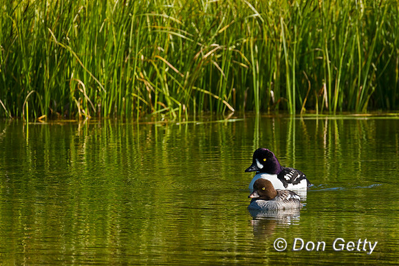 Barrow's Goldeneye