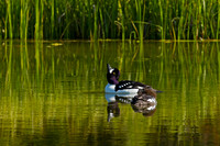 Barrow's Goldeneye