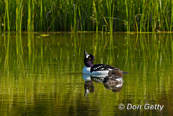Barrow's Goldeneye