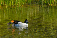 Barrow's Goldeneye