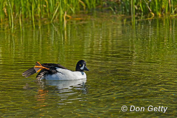 Barrow's Goldeneye