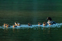 Barrow's Goldeneye