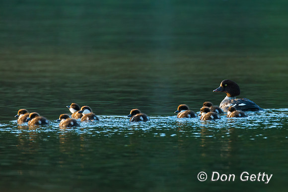 Barrow's Goldeneye