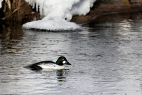 Barrow's Goldeneye