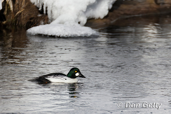 Barrow's Goldeneye