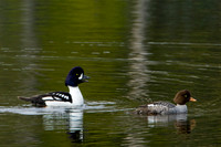Barrow's Goldeneye