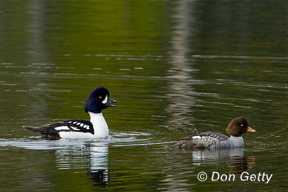 Barrow's Goldeneye