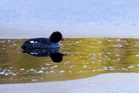 Barrow's Goldeneye