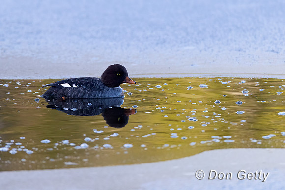 Barrow's Goldeneye