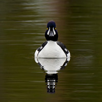 Barrow's Goldeneye
