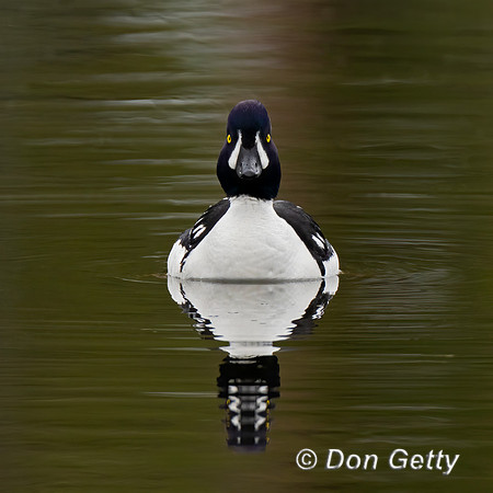 Barrow's Goldeneye