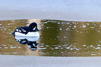 Barrow's Goldeneye