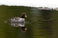 Barrow's Goldeneye