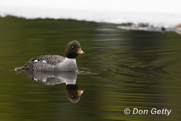 Barrow's Goldeneye