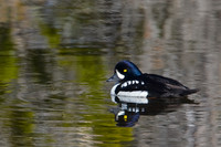 Barrow's Goldeneye