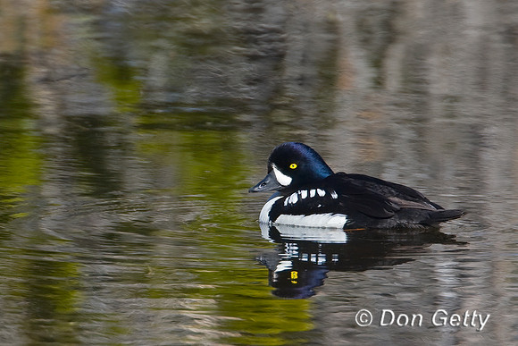 Barrow's Goldeneye