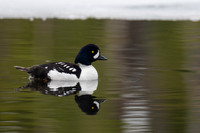Barrow's Goldeneye