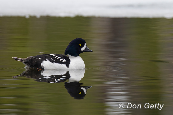 Barrow's Goldeneye