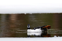 Barrow's Goldeneye