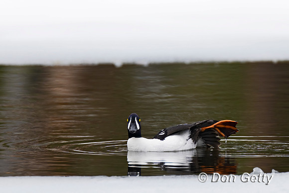 Barrow's Goldeneye