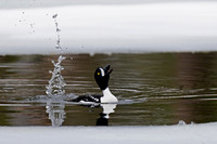 Barrow's Goldeneye