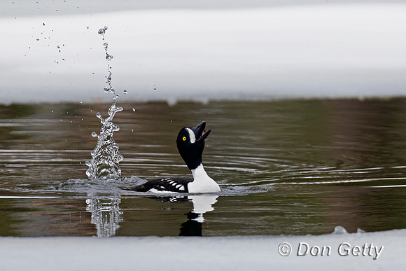 Barrow's Goldeneye
