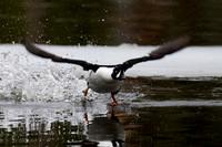 Barrow's Goldeneye