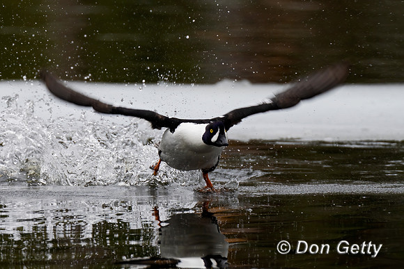 Barrow's Goldeneye