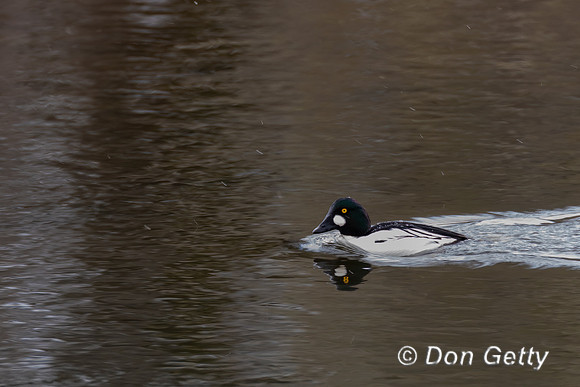 Common Goldeneye