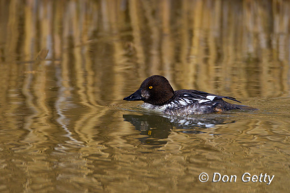 Common Goldeneye
