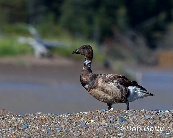 Brant Goose