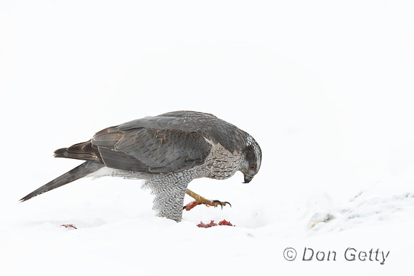 Northern Goshawk