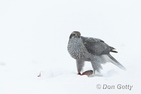 Northern Goshawk