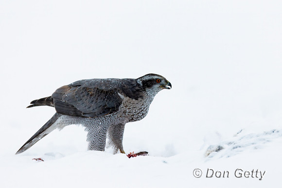 Northern Goshawk