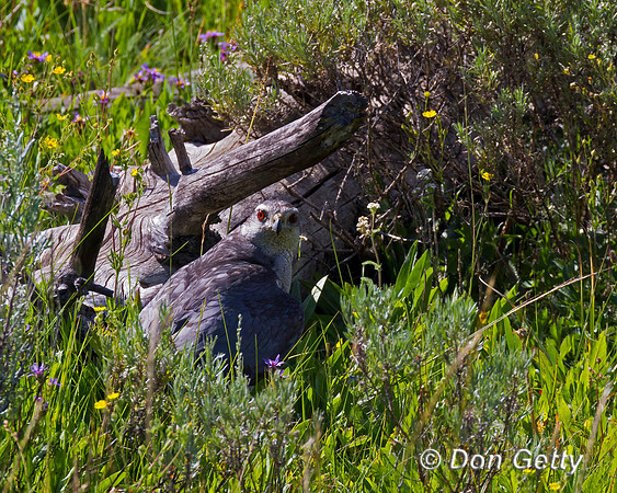 Northern Goshawk