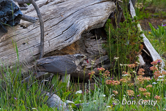 Northern Goshawk