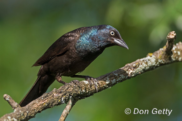 Common Grackle