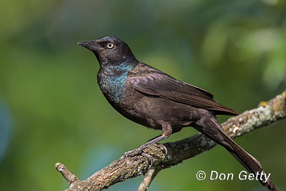 Common Grackle