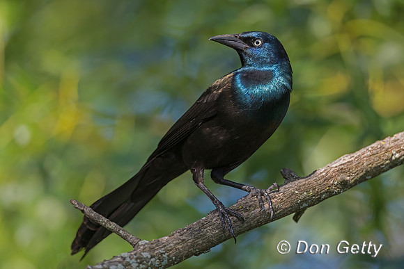 Common Grackle