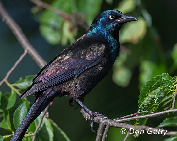 Common Grackle