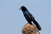 Boat-tailed Grackle