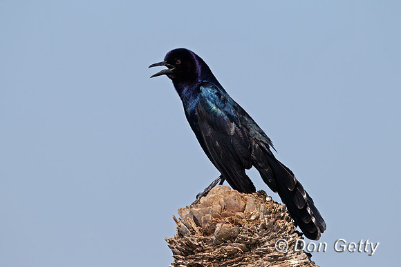 Boat-tailed Grackle
