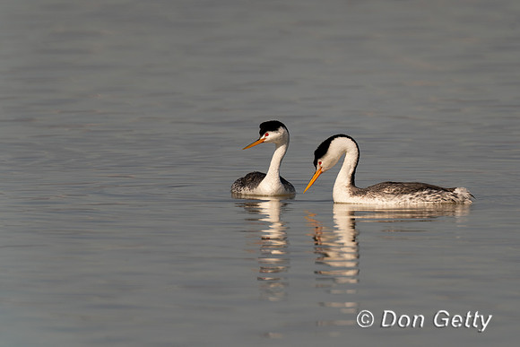 Clark's Grebe