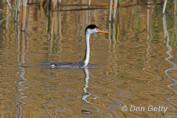 Clark's Grebe