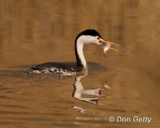 Clark's Grebe