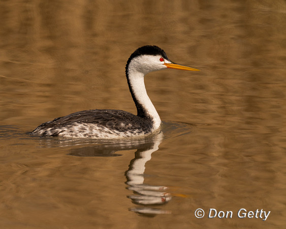 Clark's Grebe