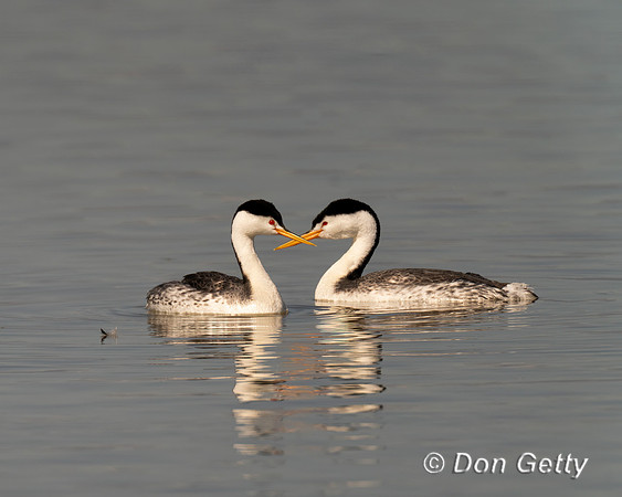 Clark's Grebe
