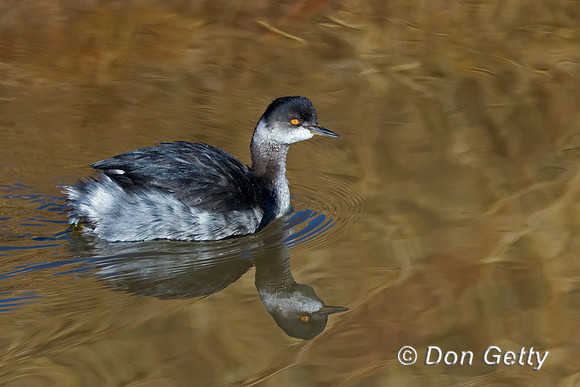 Eared Grebe