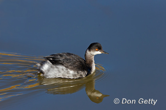 Eared Grebe